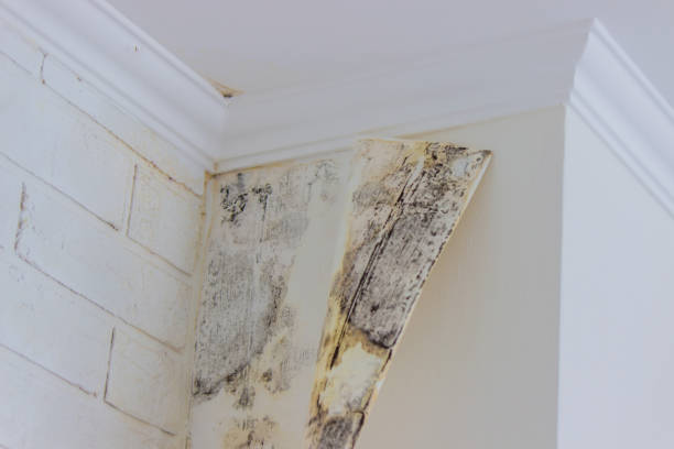 Water damage restoration experts